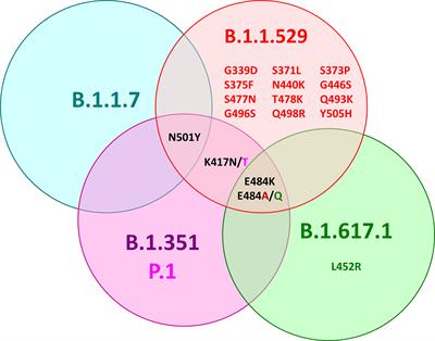 Cross-Reactivity of IgG Antibodies and Virus Neutralization in mRNA-Vaccinated People Against Wild-Type SARS-CoV-2 and the Five Most Common SARS-CoV-2 Variants of Concern
